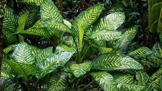 Aglaonema 2