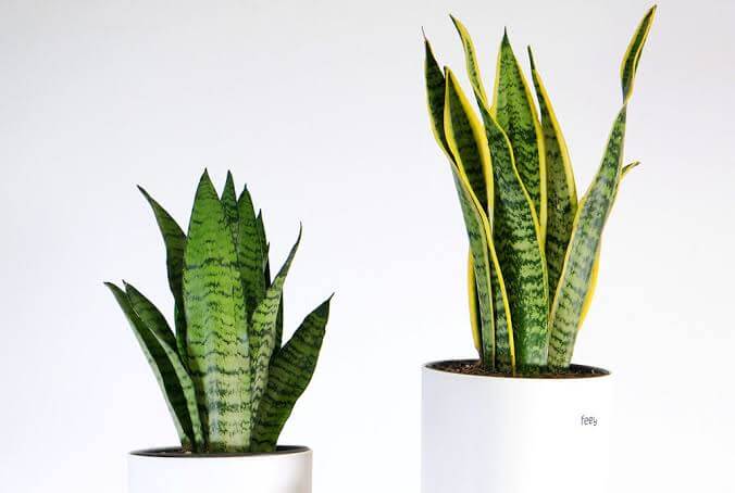 Sansevieria 1