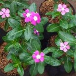 7 Tanaman Berbunga Warna Cerah untuk Mempercantik Rumah Thumbnail
