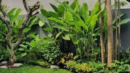 Tanaman Hijau  3