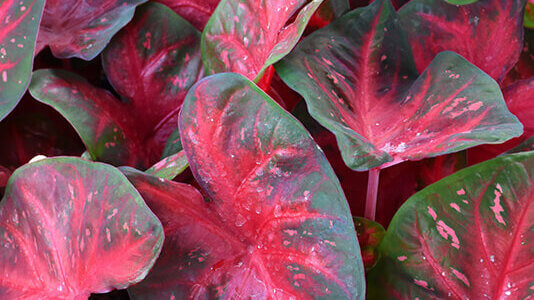 Caladium daun merah 4