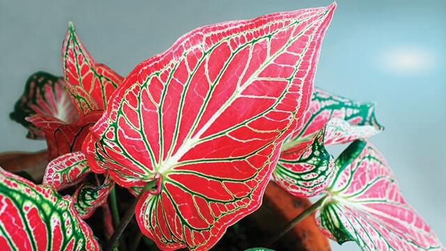 Mitos dan Fakta Merawat Caladium Daun Merah di Area Inner Court Banner