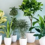 7 Tanaman Efektif untuk Menyerap Polusi di Area Rumah Thumbnail
