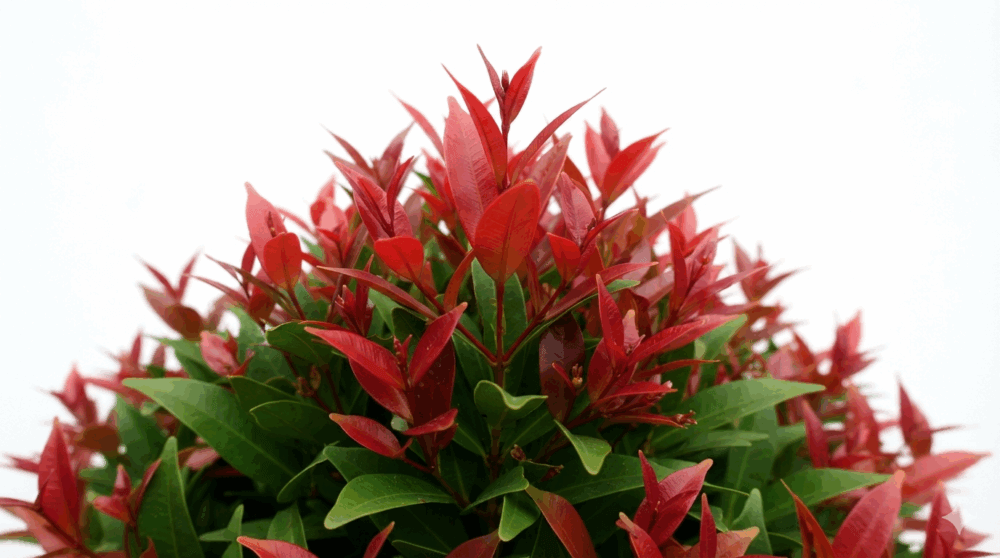 Pucuk Merah 3