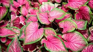 Caladium daun merah 2