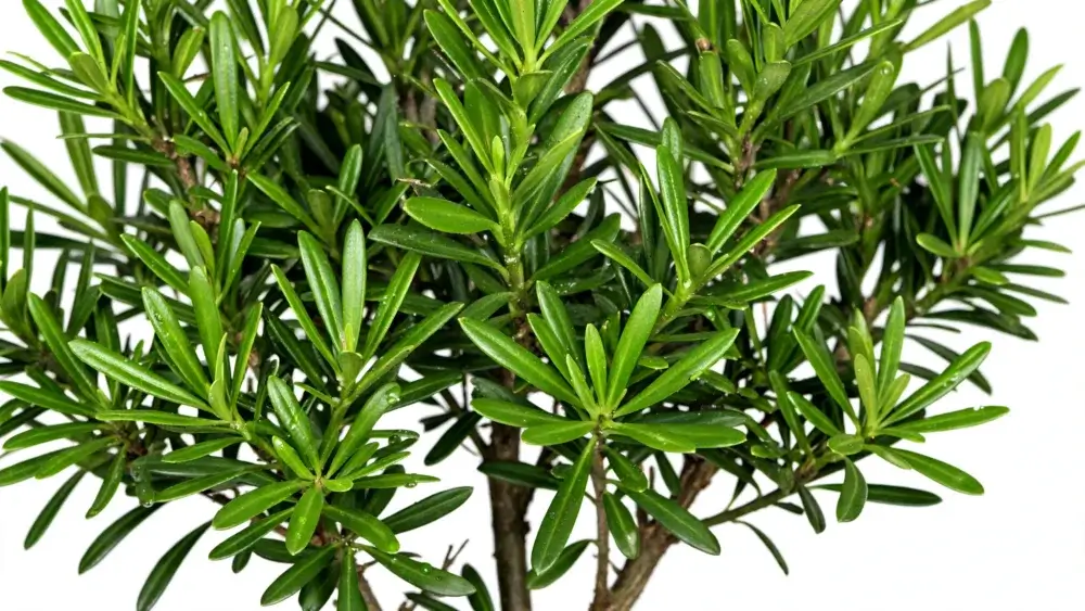 Pohon Peneduh