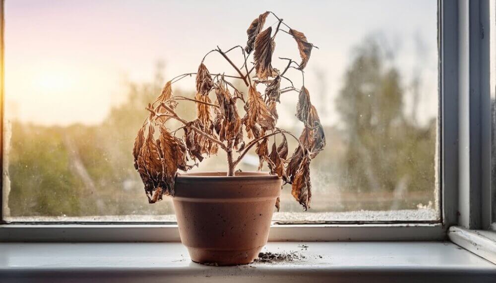 daun 3