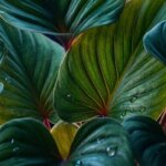 Karakteristik Kebutuhan Sinar Matahari Tanaman Hias Homalomena Tropis Thumbnail