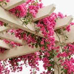 Panduan Menata Bunga Bougenville Rambat Sebagai Peneduh Kanopi Carport Thumbnail